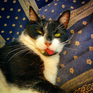 Human-to-Cat Translator